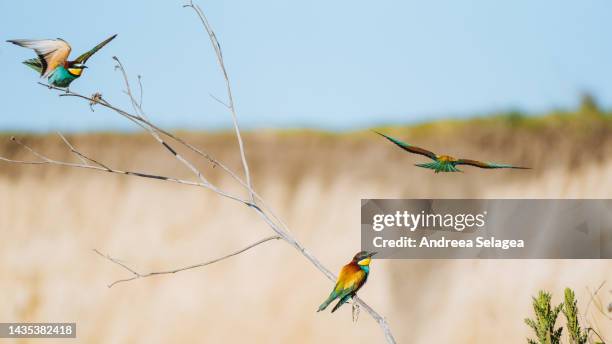 danube delta - andreea selagea stock-fotos und bilder