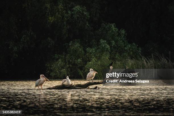 danube delta - andreea selagea stock-fotos und bilder