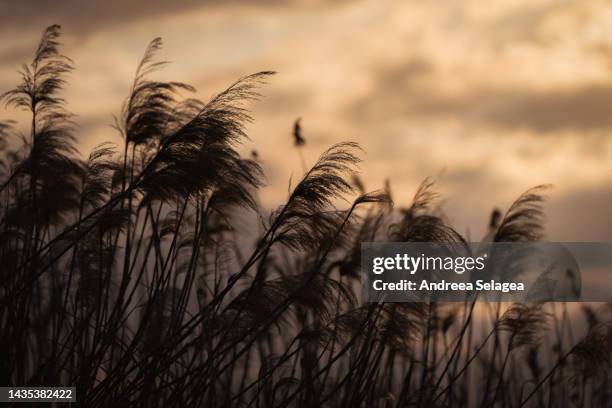 danube delta - andreea selagea stock-fotos und bilder