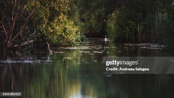 danube delta - andreea selagea stock-fotos und bilder