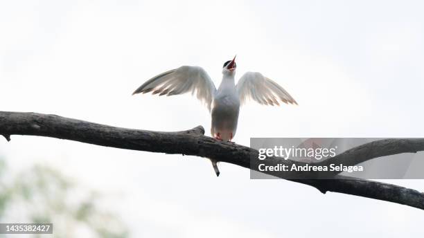 danube delta - andreea selagea stock pictures, royalty-free photos & images