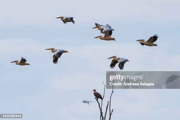 danube delta - andreea selagea stock pictures, royalty-free photos & images