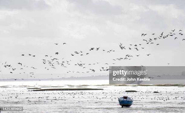 Brent Geese also known as Brant gather and feed in the Thames Estuary on October 21, 2022 in Leigh on Sea, England. Each year Brent Geese make a...