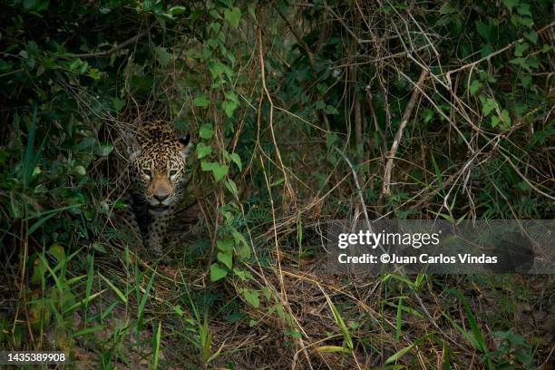 jaguar (panthera onca) hidden in vegetation - vertebrate stockfoto's en -beelden