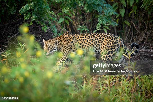 jaguar walking along river - jaguar stockfoto's en -beelden