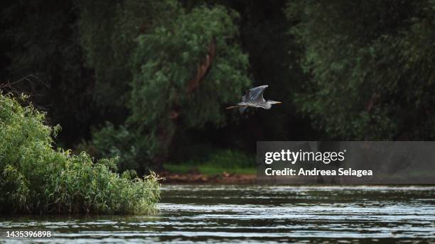 danube delta - andreea selagea stock-fotos und bilder