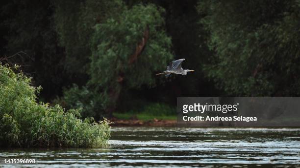 danube delta - andreea selagea stock pictures, royalty-free photos & images