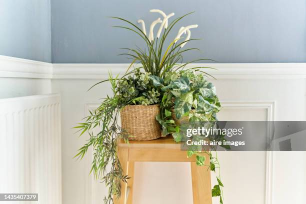 pot of various plants on a table next to a soft radiator, a white wall with gray behind the table - houseplant stock pictures, royalty-free photos & images