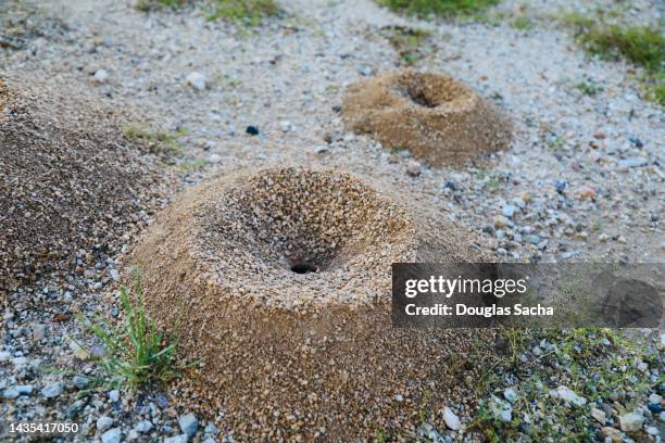 pesky ant mounds - picada de hormiga de fuego roja fotografías e imágenes de stock
