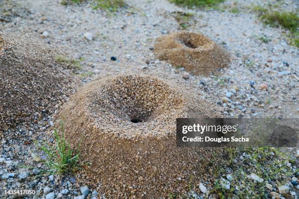 pesky ant mounds - ant nest stock pictures, royalty-free photos & images