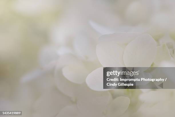 hydrangea single white bloom in the evening - panicle hydrangea stock pictures, royalty-free photos & images