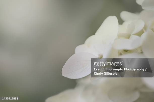 panicle hydrangea white hydrangea single - lux gillespie stock pictures, royalty-free photos & images