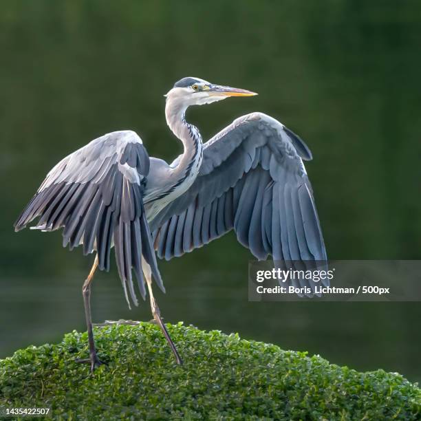 close-up of gray heron,israel - gray heron stock pictures, royalty-free photos & images