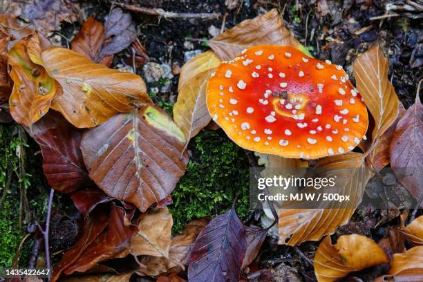 high angle view of fly agaric mushroom on field,germany - amanita parcivolvata stock pictures, royalty-free photos & images