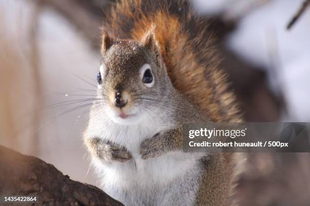 close-up of american red squirrel on rock,gatineau,quebec,canada - gatineau stock pictures, royalty-free photos & images