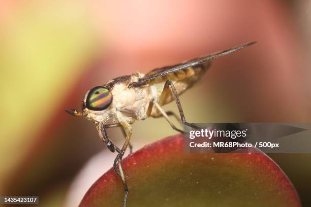 close-up of insect on flower - animais 個照片及圖片檔