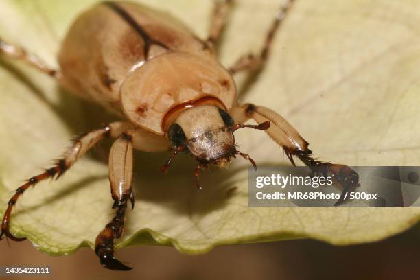 close-up of spider on leaf,brazil - animais 個照片及圖片檔