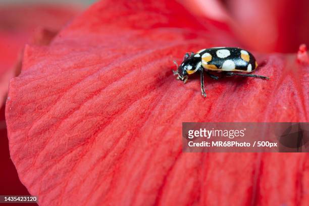close-up of ladybug on red flower,brazil - animais 個照片及圖片檔