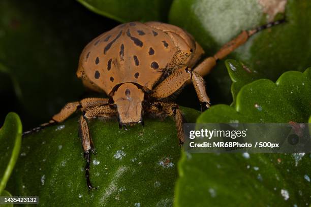 close-up of spider on leaf,brazil - animais 個照片及圖片檔