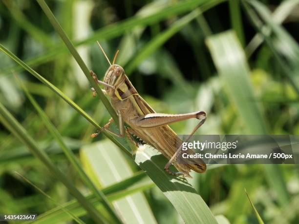 close-up of grasshopper on plant,tsugaike nature garden,japan - locust fotografías e imágenes de stock