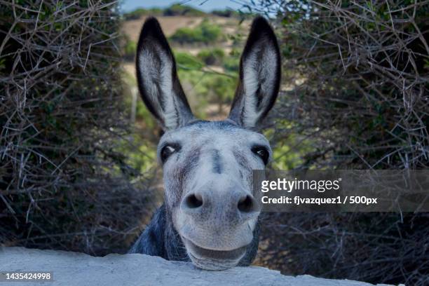 portrait of horse standing against trees,minorca,balearic islands,spain - donkey stock pictures, royalty-free photos & images