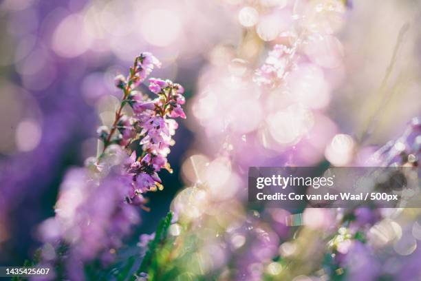 heather flowers with bright and sunny reflection natural defocused background with bokeh,netherlands - cor de rosa fotografías e imágenes de stock