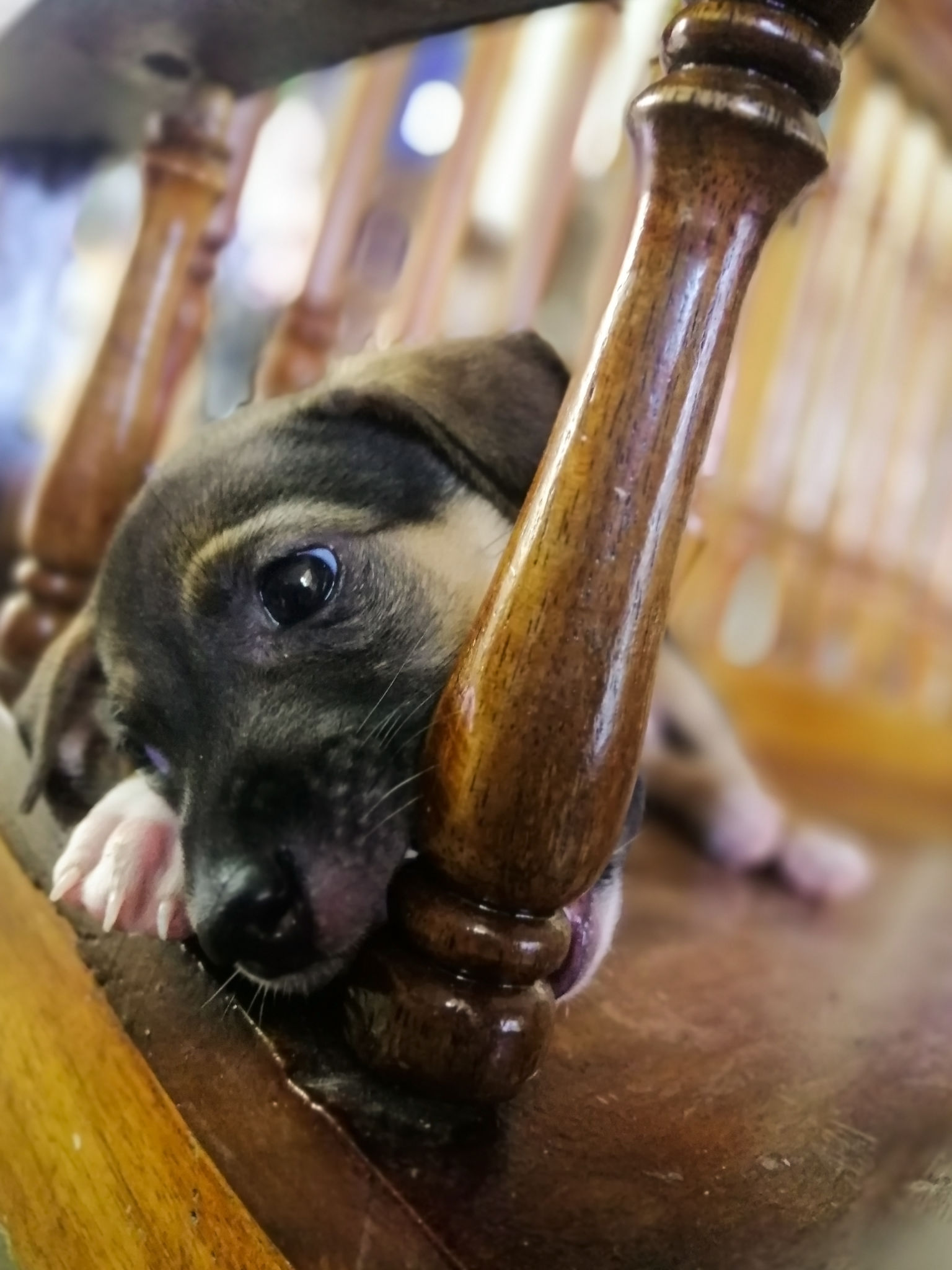 Puppy Terrier biting a wooden staricase rail Puppy Terrier biting a wooden staricase rail