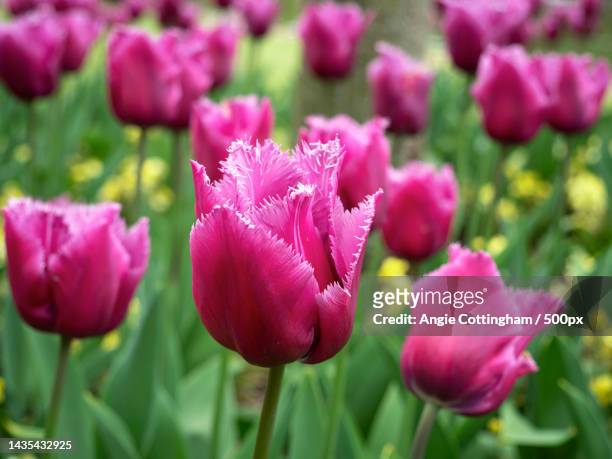 pink fringed tulips,variety louvre,flowering in a garden - tulipa fringed beauty stock pictures, royalty-free photos & images
