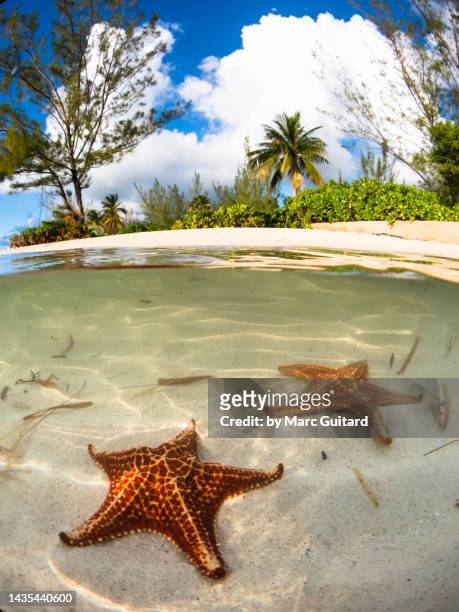 starfish laying in the sand at starfish point, grand cayman, cayman islands - grand cayman islands foto e immagini stock