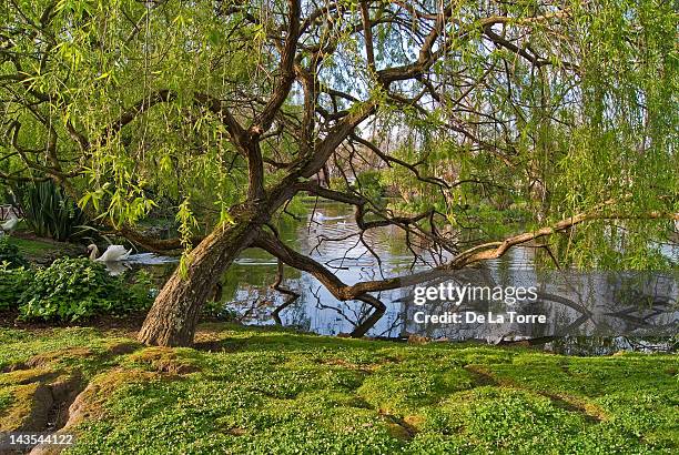 weeping willow - gijon stock pictures, royalty-free photos & images