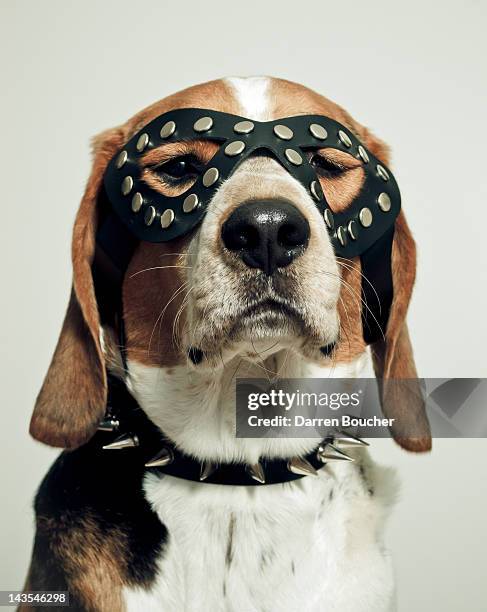 hound in black mask - ropa fetiche fotografías e imágenes de stock