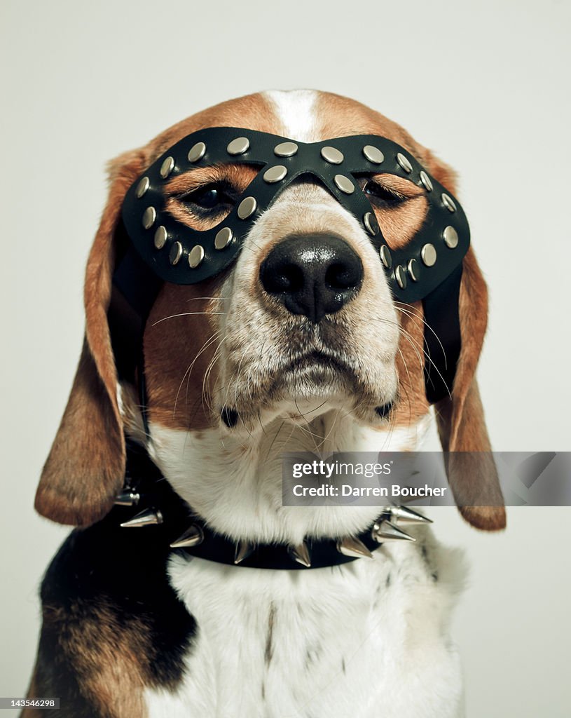 Hound in black mask