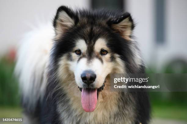 alaskan malamute dogs in khao kho district, thailand - malamute stock pictures, royalty-free photos & images