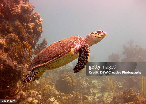 hawksbill turtle - eretmochelys imbricata - hawksbill turtle fotografías e imágenes de stock