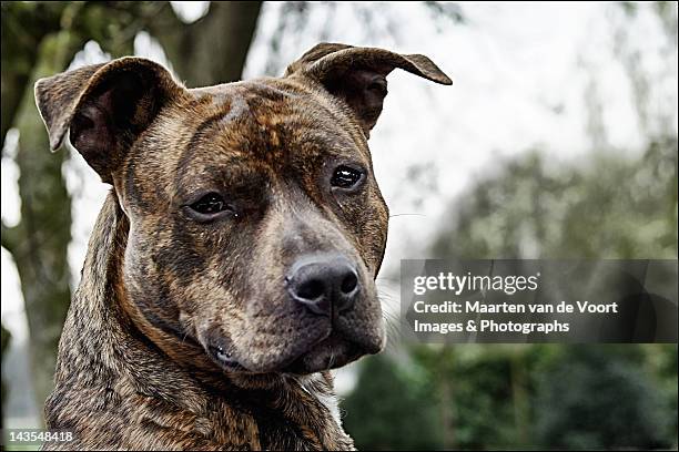 american stafford dog - stafford terrier stock pictures, royalty-free photos & images