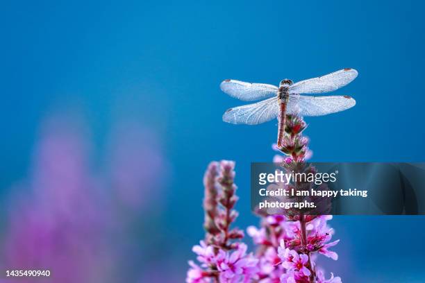 dragonfly with morning dew on its wings - invertebrate stock pictures, royalty-free photos & images