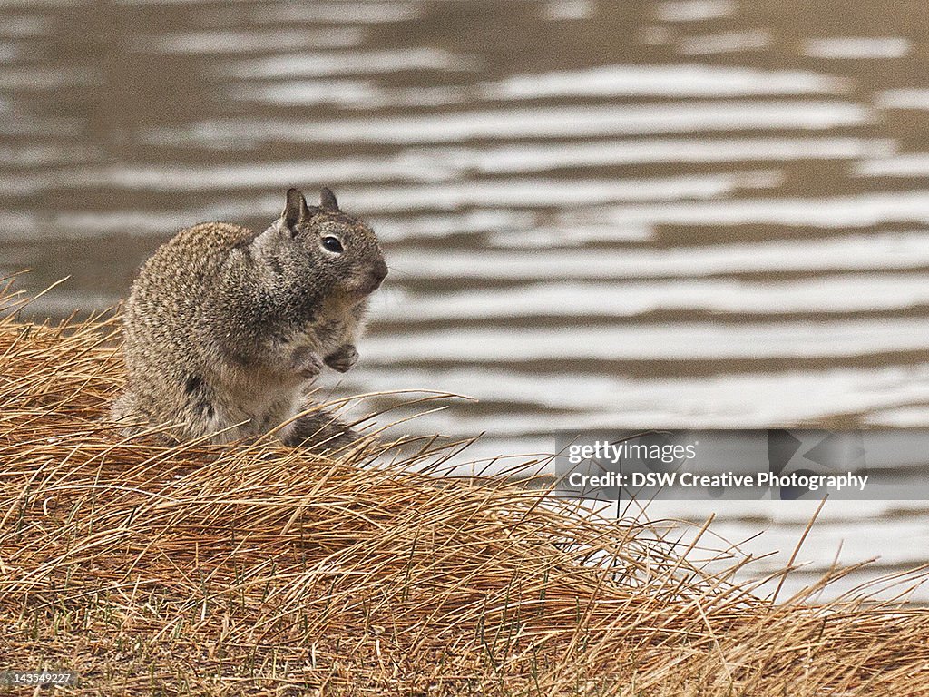 Otospermophilus beecheyi