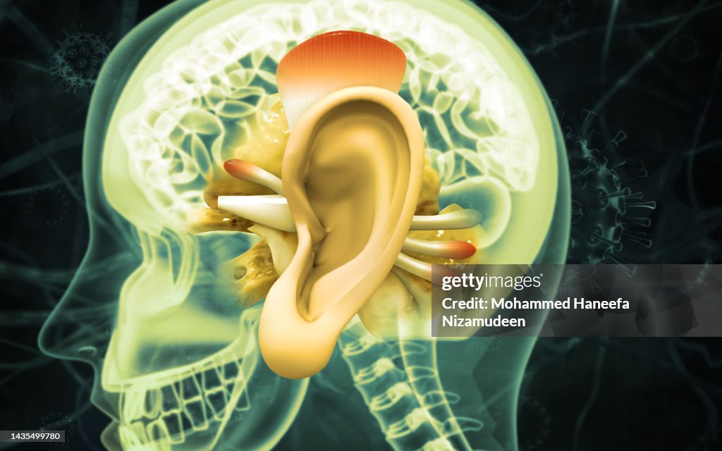 Human Ear Anatomy Ears Inner Structure Organ Of Hearing 3d Illustration ...