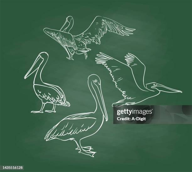 pelican group chalkboard - animals with webbed feet stock illustrations