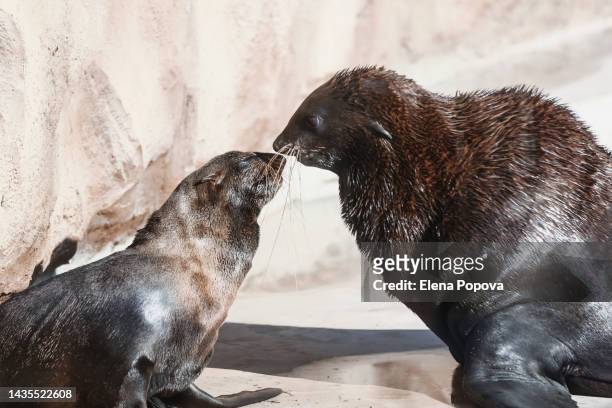 couple fur seals - cape fur seal stock pictures, royalty-free photos & images