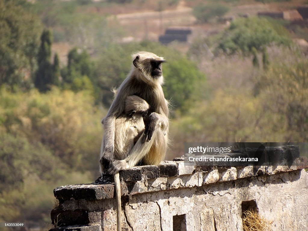 Langurs