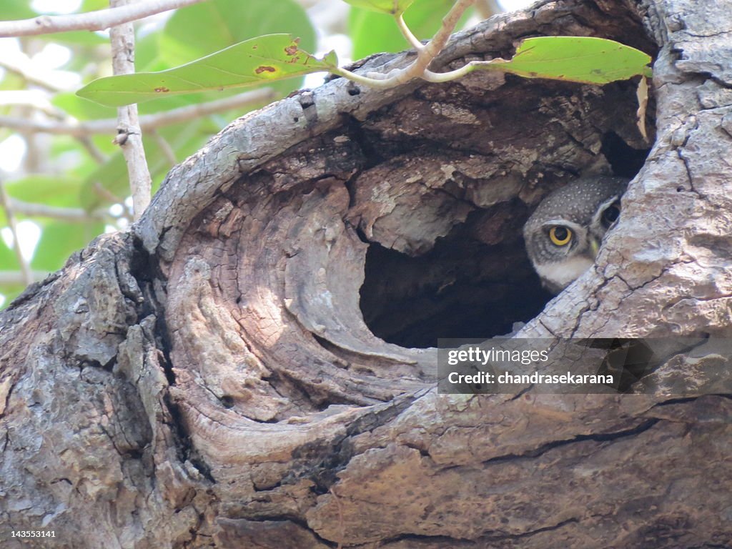 Owlet on banyan tree
