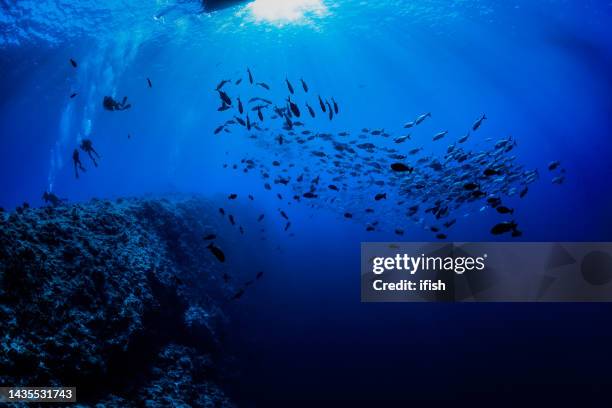 arrêt de sécurité après une plongée spectaculaire au célèbre blue corner, palaos, micronésie - fonds marins photos et images de collection