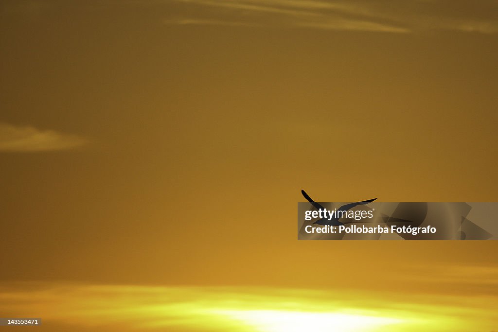 Backlight of seagull