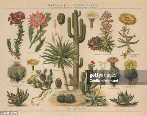 old chromolithograph illustration of cacti - cactus drawing stock pictures, royalty-free photos & images