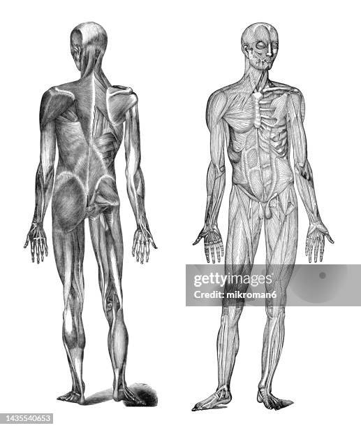old engraved illustration of human muscles - human head stock pictures, royalty-free photos & images