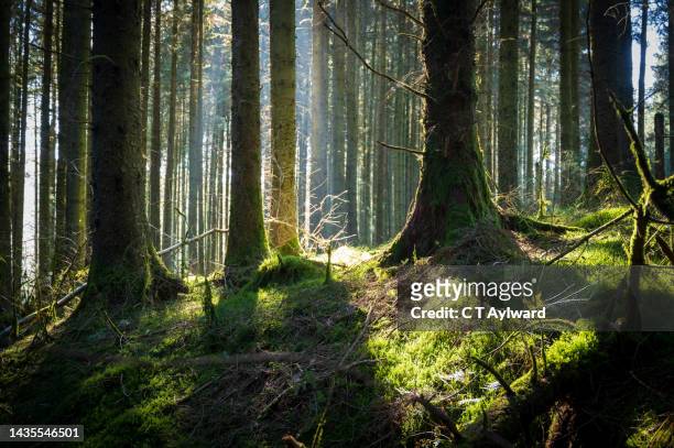 sunlit forest floor and tall trees - forest floor fotografías e imágenes de stock