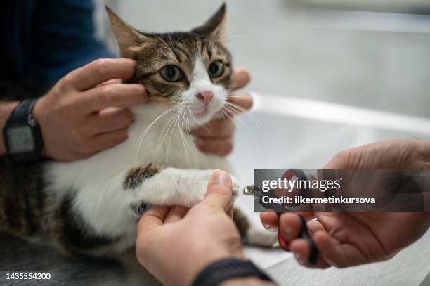 a veterinarian cutting kitten cat's nails in vet clinic - domestic animals stock pictures, royalty-free photos & images