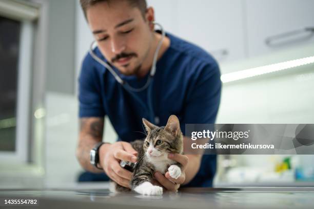 un giovane veterinario maschio esamina un gattino - kitten foto e immagini stock