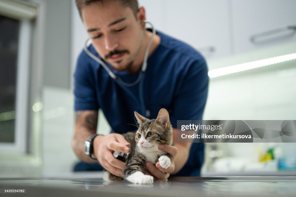 A young male vet examining a kitten